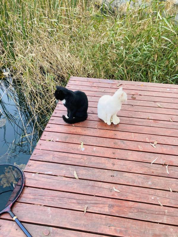 與貓結緣了 與貓結緣了