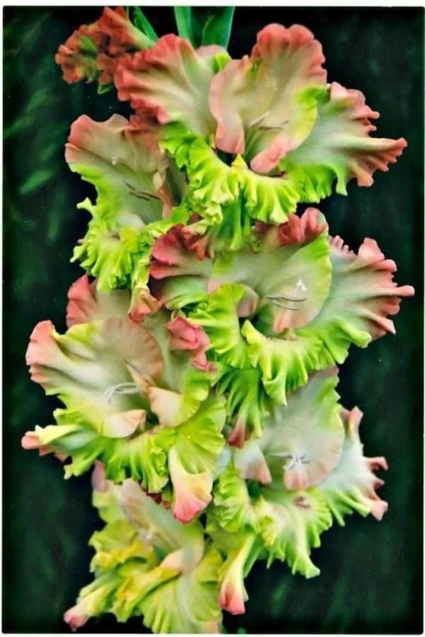 搖曳多姿的劍蘭 搖曳多姿的劍蘭