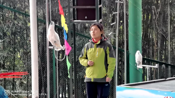 「重慶動物園」別樣風景哥倆好