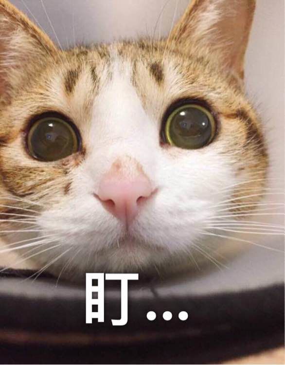 如果你想訓練你的貓,請記住以下幾點 如果你想訓練你的貓,請記住以下幾點