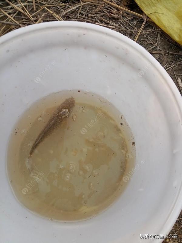 冬季垂釣，如果做到“深到好處”，也能有理想的魚獲