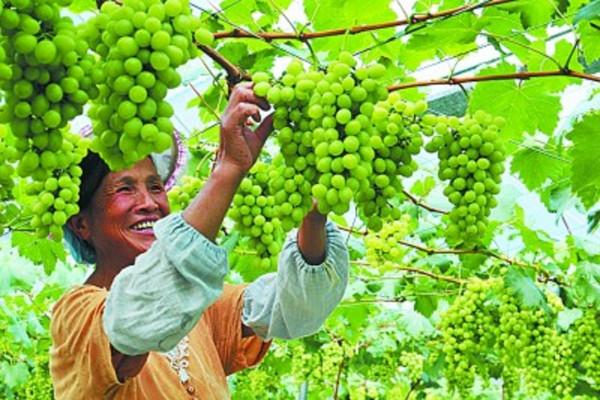 土黴素的農業妙用，可以防治瓜果蔬菜上各種問題的小妙招