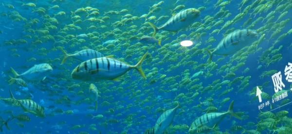 打算去日照遊玩的朋友們看過來 打算去日照遊玩的朋友們看過來