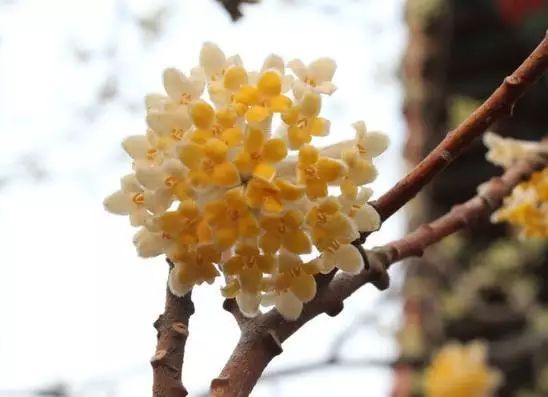 美麗的 結香花 美麗的 結香花