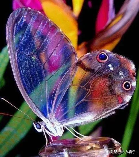 世界上最美麗的蝴蝶