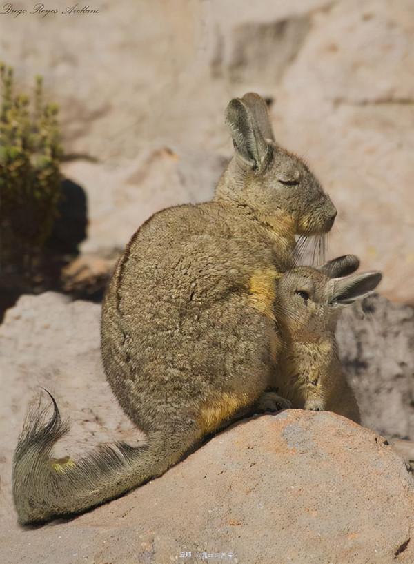 南美山絨鼠:當慈眉善目愛睡覺的老太太當上領導 南美山絨鼠:當慈眉善目愛睡覺的老太太當上領導