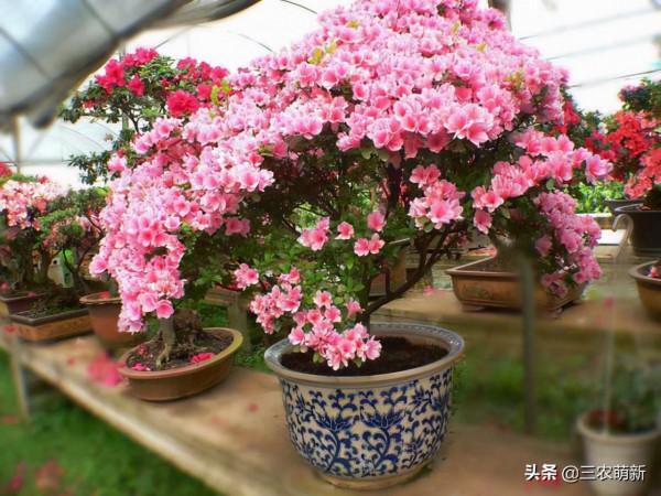 11種&OpenCurlyDoubleQuote;旺宅花&rdquo;愛喝醋，半月1小杯，葉漂亮花開不停