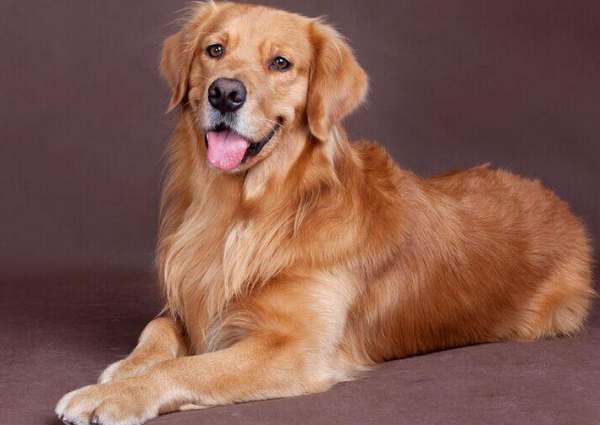 狗界“無攻擊性”犬種，哈士奇上榜