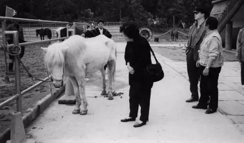 因拍《西遊記》被除去軍籍，最終落得屍骨無存，白龍馬的悲慘一生
