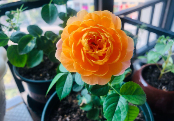 這5種植物耐熱又耐寒,天冷盆栽,照顧到細節,照樣花開不止 這5種植物耐熱又耐寒,天冷盆栽,照顧到細節,照樣花開不止