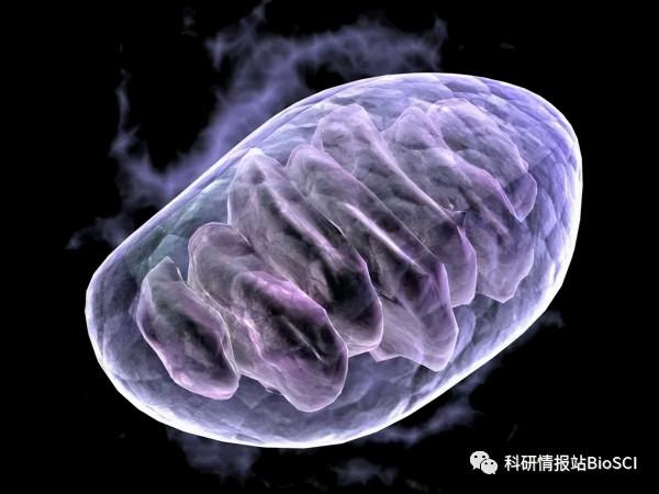 前沿｜太空飛行將導致 DNA 從宇航員的細胞發電廠中洩漏