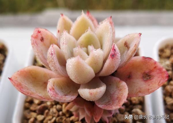 這6種水不能用來澆多肉，否則要麼盆土板結，要麼多肉會直接掛掉