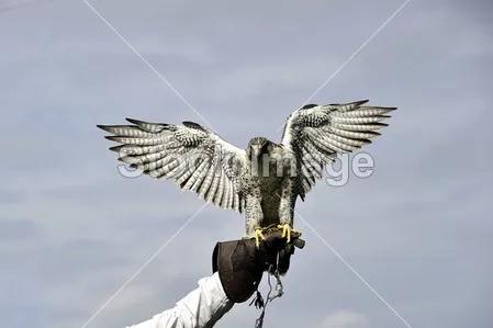 遊隼：鳥類的衝刺冠軍