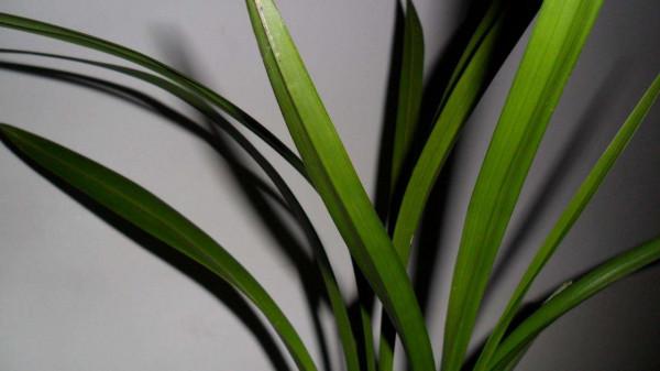 夏天養蘭花做好“三練”，容易開花不說，秋冬苗還會格外多