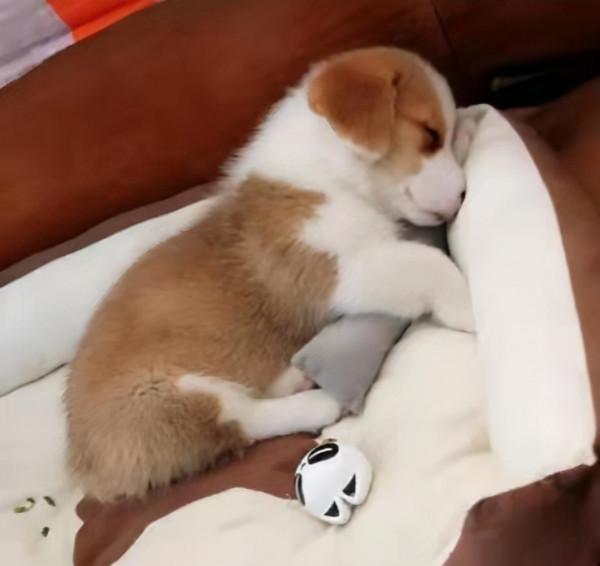 “蛋黃”的陽光生活 “蛋黃”的陽光生活