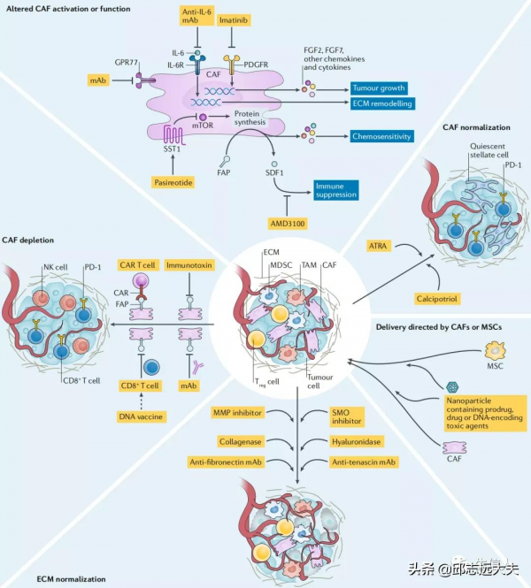 新年的第一個思路，從腫瘤相關成纖維細胞開始