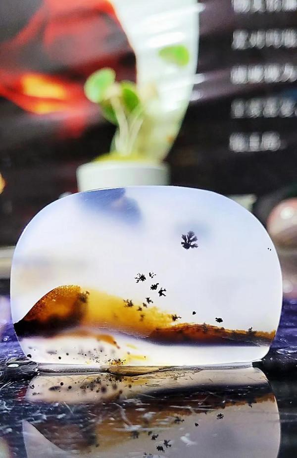 金豚曬背好可愛