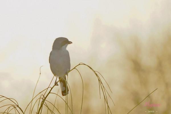 照片故事～霞光鳥影