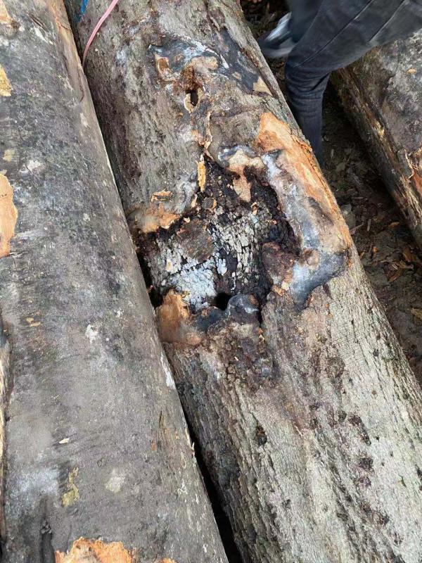 可怕,有人買到爛心櫸木原木 可怕,有人買到爛心櫸木原木