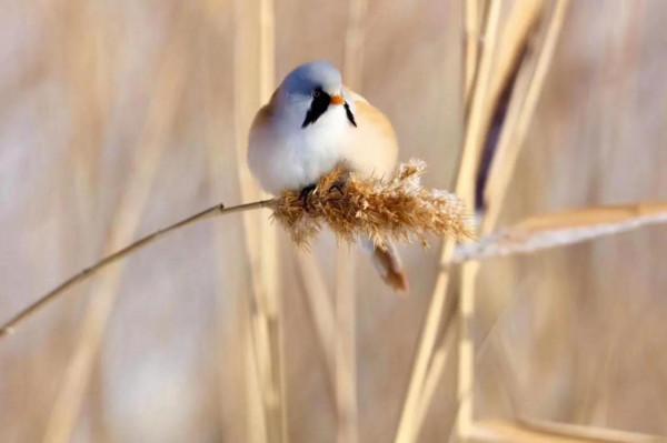 文須雀 可愛的鳥兒