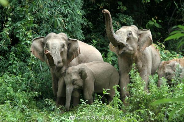 極小種群物種之亞洲象 極小種群物種之亞洲象