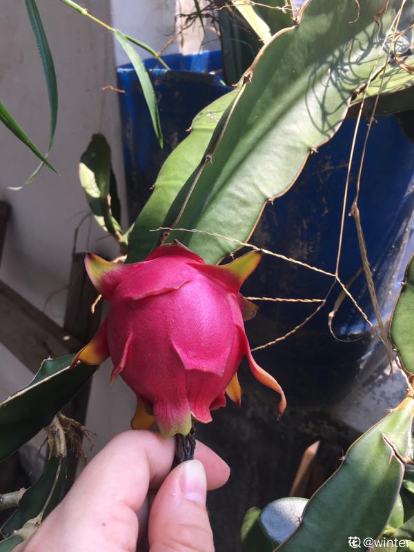 3種花長的跟“三胞胎”似的,還有“守家”的說法,適合居家養護 3種花長的跟“三胞胎”似的,還有“守家”的說法,適合居家養護