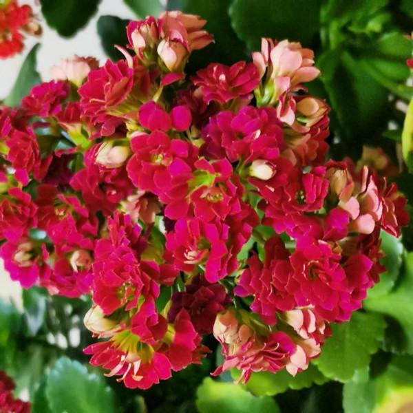 看看我家的長壽花，開爆盆了