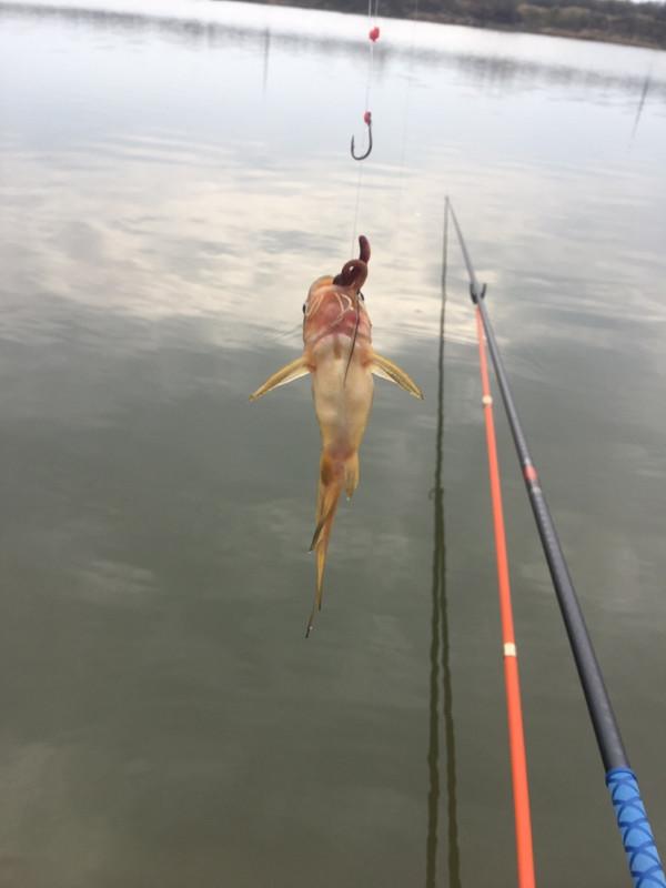 降溫後和降溫當天漁獲差距是真大