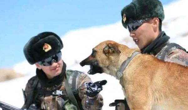 西藏最感恩狼群，見軍人便趴地致敬，只因母狼產崽，戰士輪番餵食