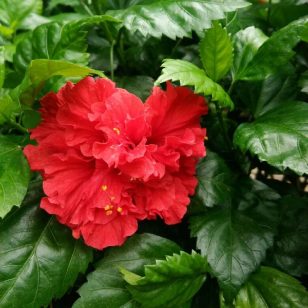 9種“勤勞花”，別名“天天開”，365天花不斷，也不怕累壞了