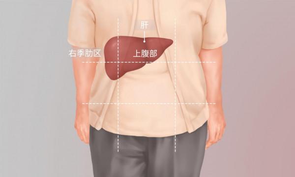 肝在左還是右