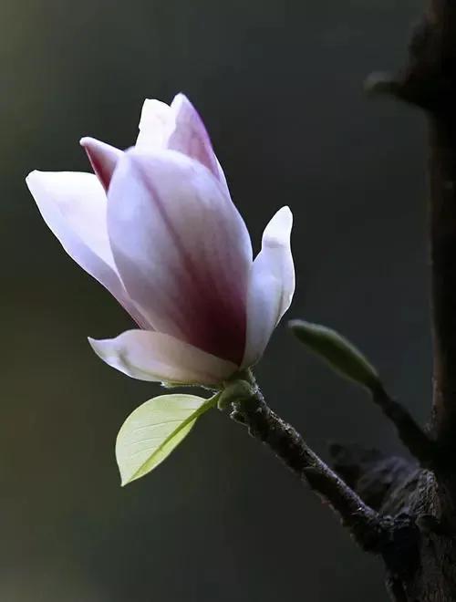 養花日常之玉蘭花