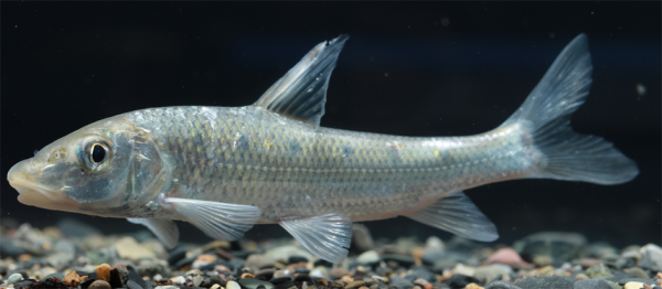 圖鑑：我國增殖放流允許的主要淡水魚類&mdash;&mdash;廣佈種21種