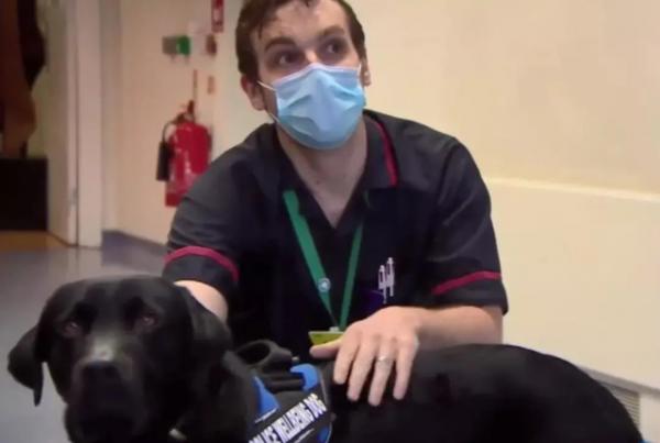 警犬上班“摸魚”被開除了，換了工作後卻很受歡迎：業務能力滿分