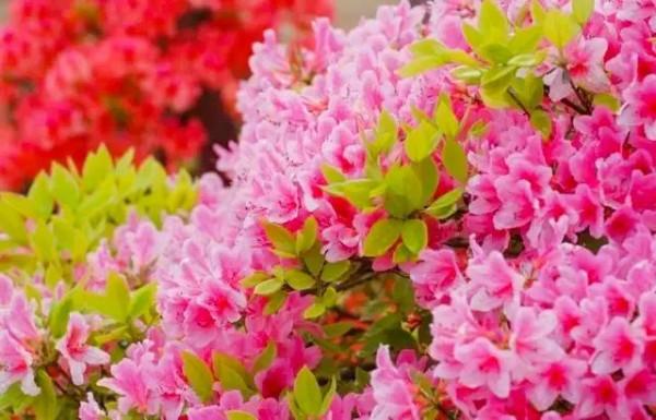 分享：“花中西施”映山紅，花開的時候，耀眼奪目，千嬌百媚