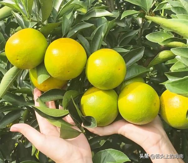 距離海口就1小時車程,人均70可吃到白蓮鵝、鱷魚宴、烤乳豬等 距離海口就1小時車程,人均70可吃到白蓮鵝、鱷魚宴、烤乳豬等