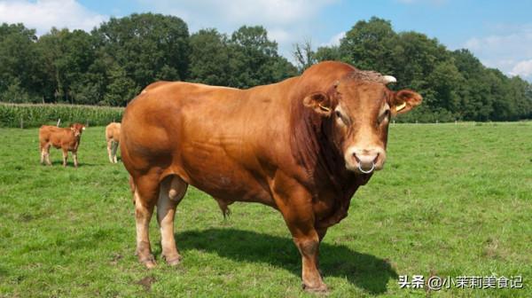 明日霜降,別忘“補嘴空”,這4種肉,營養不燥又解饞,平穩入冬 明日霜降,別忘“補嘴空”,這4種肉,營養不燥又解饞,平穩入冬