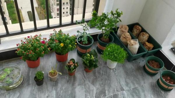 陽臺植物生長日記_第6天