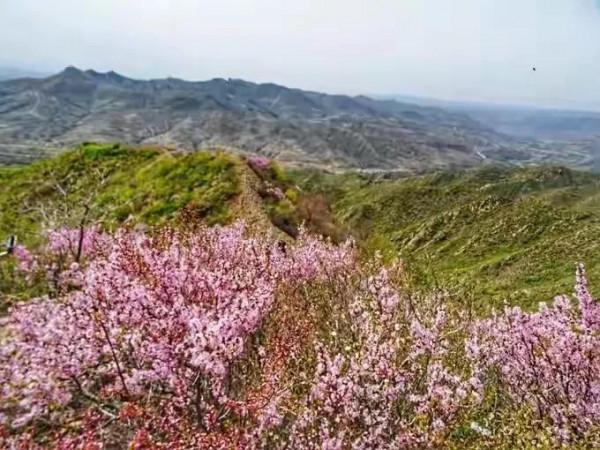 宣化紅一師老戰友遊走大明宣府青邊口，晚秋景色亦迷人