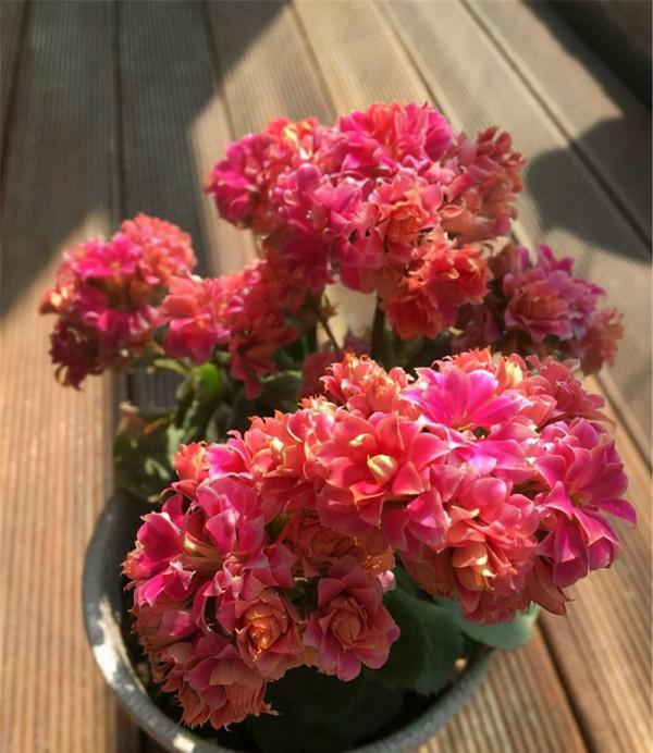 七大“美麗花”,冷天不能多澆水,多曬“少管”更健壯 七大“美麗花”,冷天不能多澆水,多曬“少管”更健壯