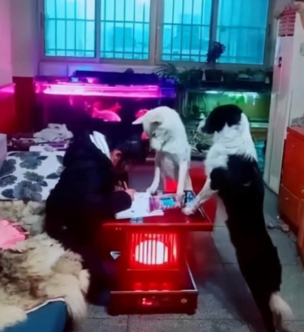 故事:韓國神奇&quot;哮天犬&quot;,化身最強家教監督孩子,它是怎麼被馴服的