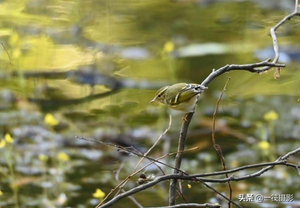 黃眉柳鶯，俗名樹串兒