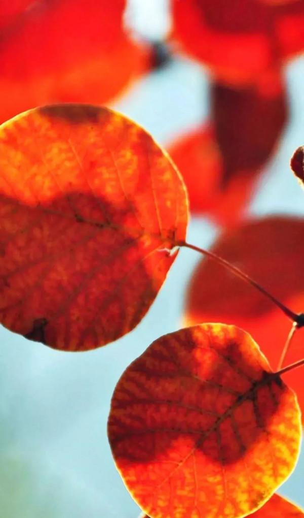 京西最美紅葉季即將來臨