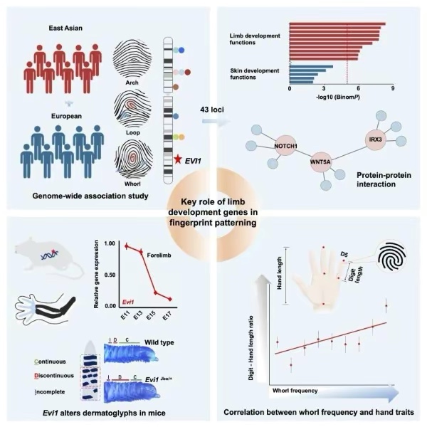 一斗窮，二斗富是真的嗎？中科院發現“鬥”和“簸箕”的基因奧秘