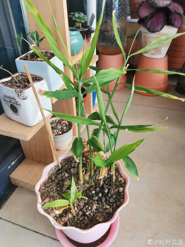 一塊生薑埋土裡,長出“姜崽芽”,兩個月能長1米高 一塊生薑埋土裡,長出“姜崽芽”,兩個月能長1米高