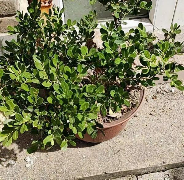 缺德商販，把“綠化草”包裝成“進口花”來賣，上當的人真不少