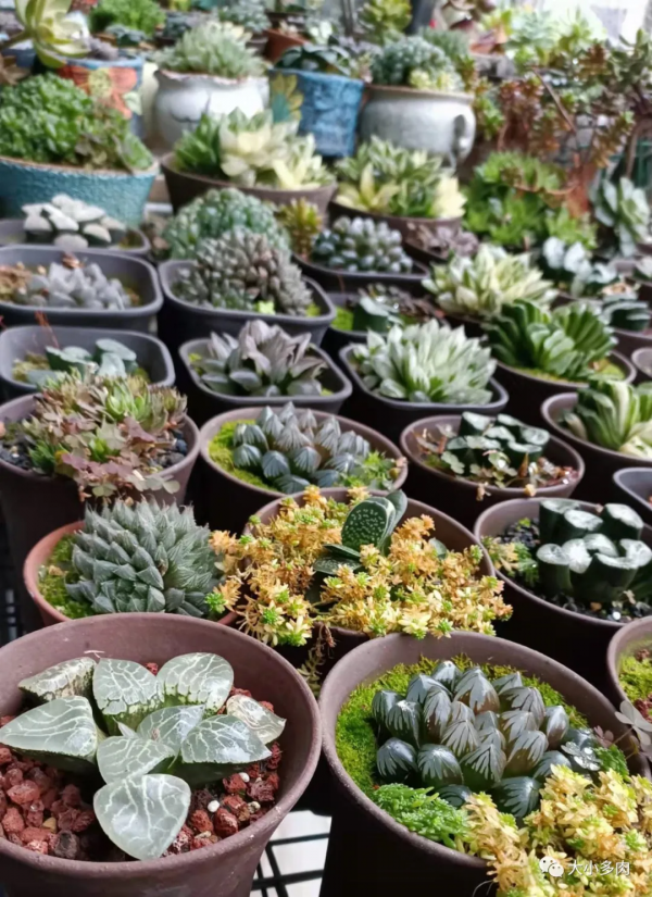因為多肉，貓眼盆多了生命的光彩；因為盆，多肉有了藝術的韻味