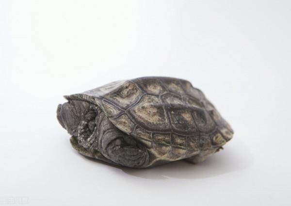 北方冬天室內有暖氣烏龜怎麼“冬眠”