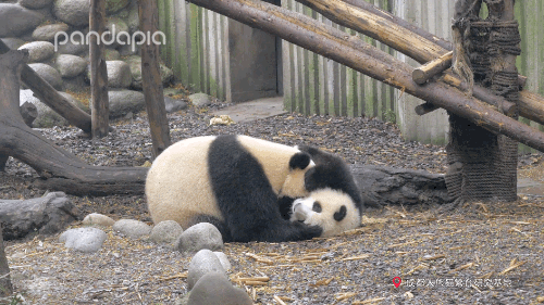 國寶測評！小熊牌枕頭到底有多軟