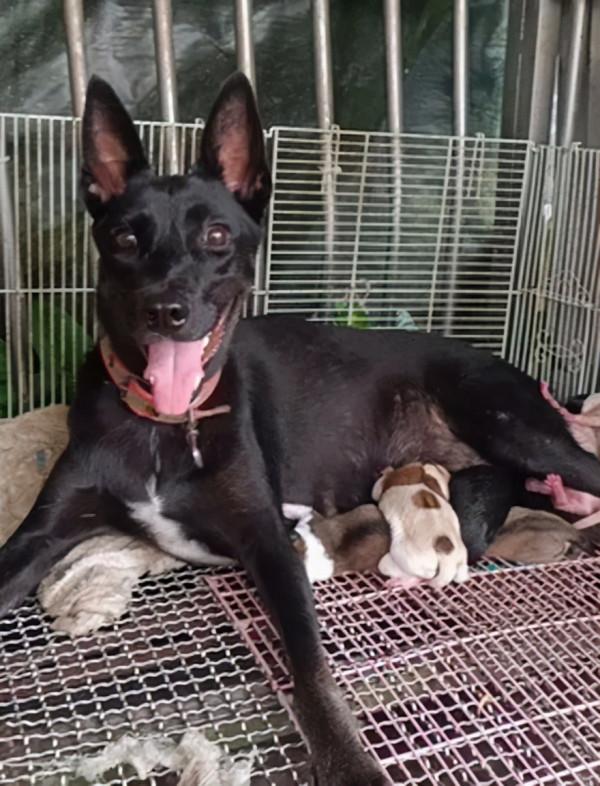 網友收留流浪狗一晚,第二天起來客廳擺滿八隻小奶狗,讓她笑哭 網友收留流浪狗一晚,第二天起來客廳擺滿八隻小奶狗,讓她笑哭